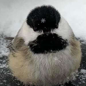 Meet your Posher, Cynthia